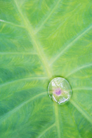 Water drops on leaves Bon in daylight