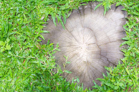 The log walk path in the park with green grass backgroundの写真素材