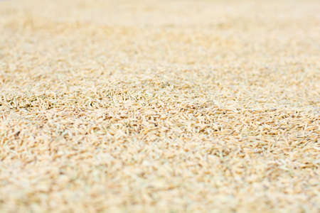 A lot of rice grainの写真素材