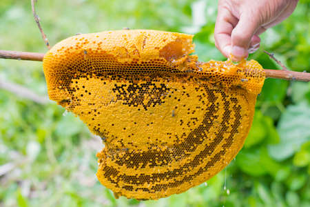 Honeycomb closeup with hand in the naturalの写真素材
