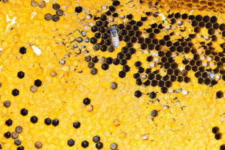 Close up view of the honey cells with working bees