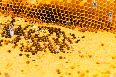 Close up view of the honey cells with working beesの写真素材