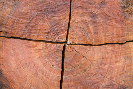 Cross section of log texture background 