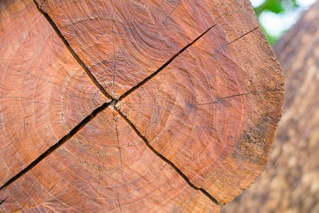 Cross section of log texture background の写真素材
