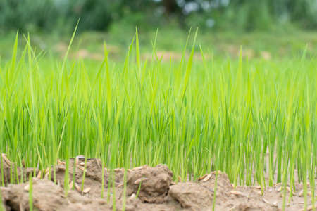 Rice and soil cultivation 