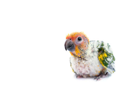 Young sun conure parrot on white background 