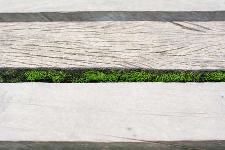 Moss on gray wooden boardwalk weathered with rough texturedの写真素材