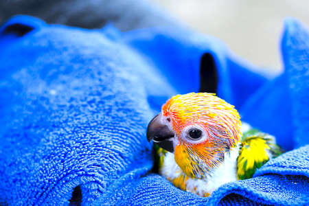 Sun conure parrot on blue towel