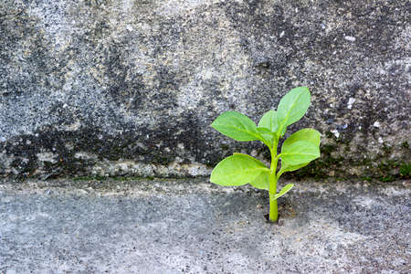 young plant growth on concrete with mossの写真素材
