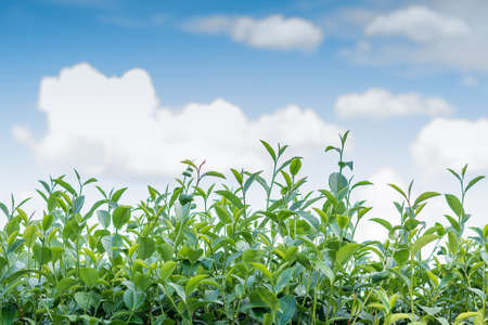 Tea leaves with skyの写真素材