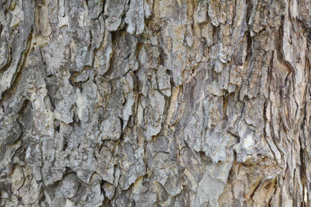 Tree bark texture
