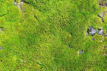 Green moss.の写真素材