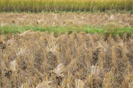 Harvested rice background in the naturalの写真素材