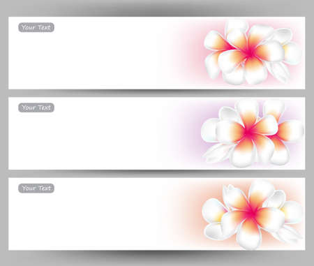 illustration vector of Hawaii flower Frangipani, white Plumeria  brochure template.のイラスト素材