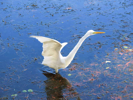 Great Egret Preparing to Take Flight in a Swamp