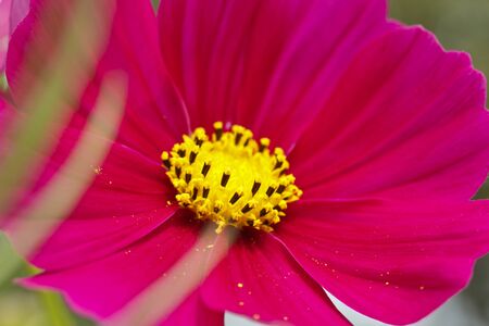 Red daisy flower close-up