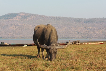 Swamp buffalo, Asian, Thailand
