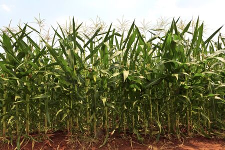 A green field of corn growing up 