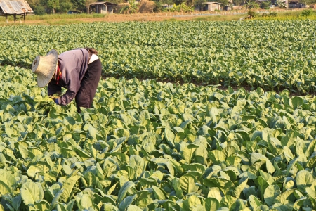Farmer watering kale fieldの写真素材