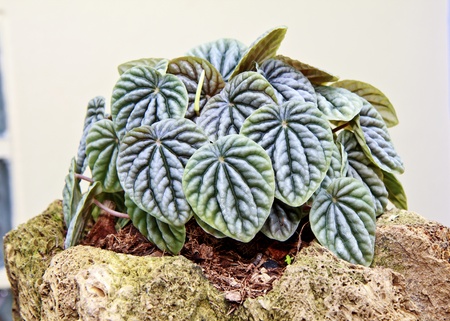 Potted plants in the rock の写真素材