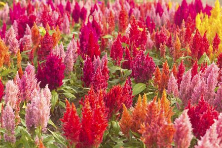 closeup of bright cockscomb flowers.の写真素材