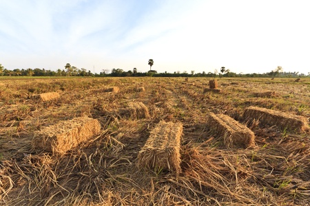 straw bales in a field .