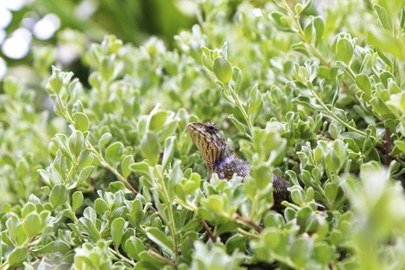 Lizard in green nature or in park or in the garden の写真素材