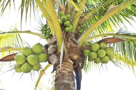many green coconut at tree 