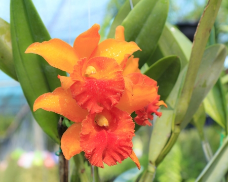 orange orchid cattleya close up の写真素材