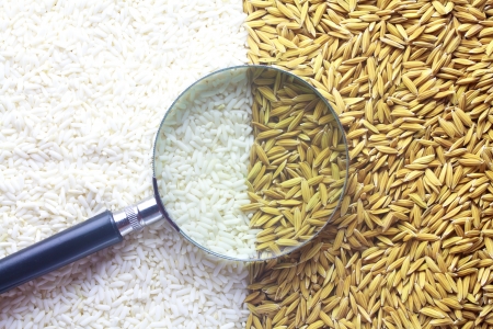 paddy and raw sticky rice の写真素材