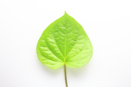 Green betel leaf isolated on the white backgroundの写真素材
