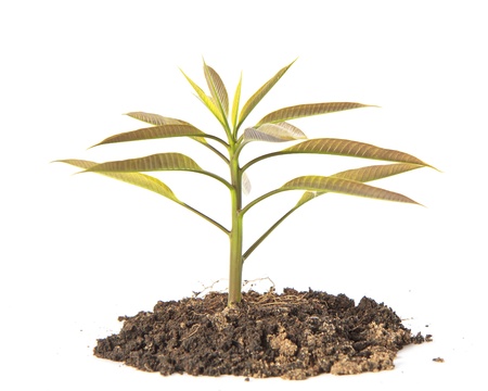 Growing green plant isolated on white の写真素材