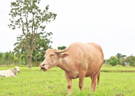 An albino water buffalo.の写真素材