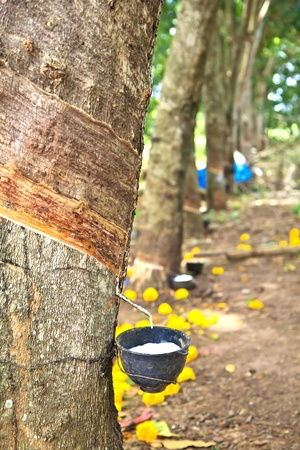 View of a rubber plantation in Thailandの写真素材