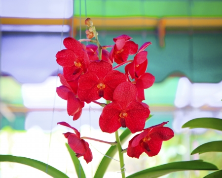 Pink orchid against of tropical flowers.の写真素材