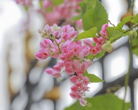 beautiful pink magenta bougainvillea flowers.の写真素材