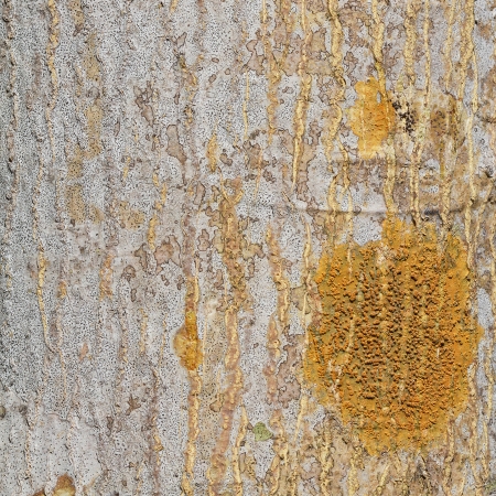 Tree bark texture.の写真素材