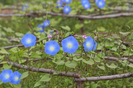Blue Colored Morning Glory Flowers Background.の写真素材