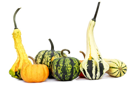 Mini Pumpkins Isolated on a White Background.の写真素材