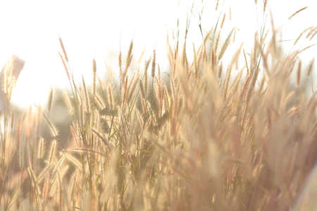 Flower grass against evening sun.の写真素材