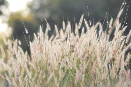 Flower grass against evening sun.の写真素材
