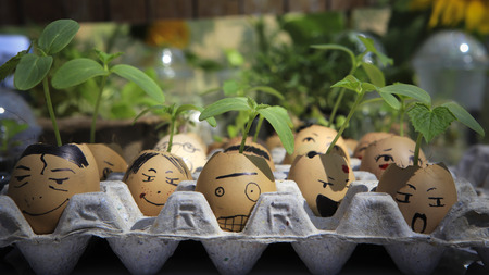 A little plant grows in an egg.の写真素材