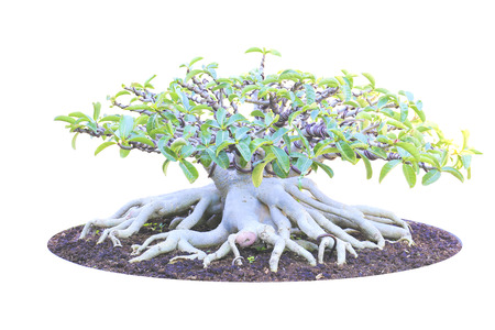 Dwarf Impala Lily , Isolated over white の写真素材