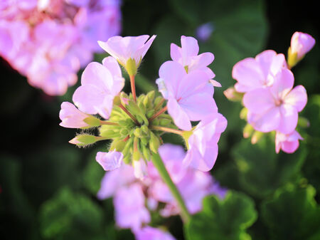 Geranium flowers in the garden.