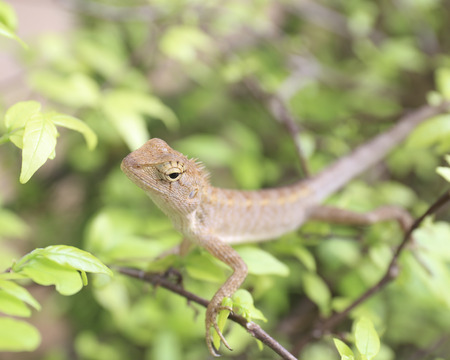 Close-up chameleon in the tropical forests of Thailand