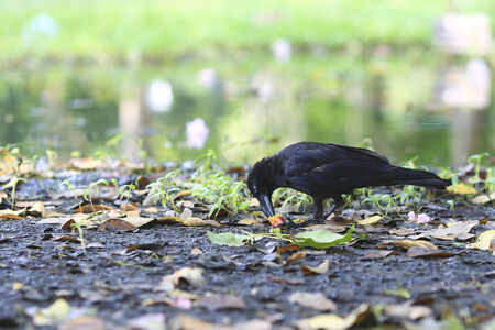 crow.の写真素材