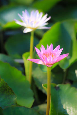 Beautiful lotus in the pond.の写真素材