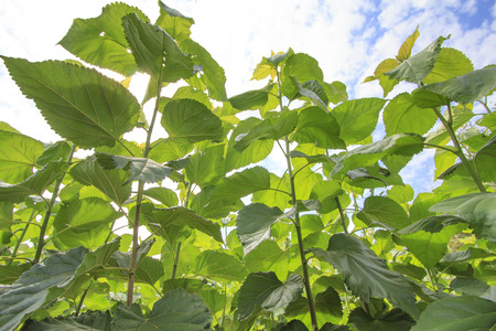 Growing mulberry tree at fieldの写真素材