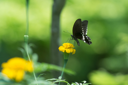 Profile view of a beautiful  butterfly on flower.の写真素材