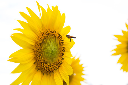 A Bee hovering while collecting pollen from sunflower blossom. の写真素材